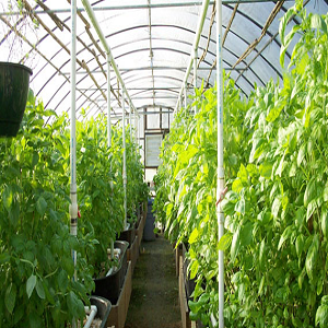 Suppliers of Green house
