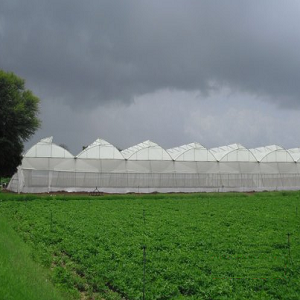 Exporter of Green house
