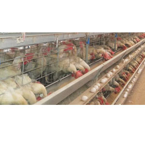 Poultry Cages Manufacturer